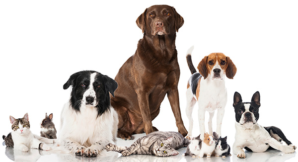 Group of dogs