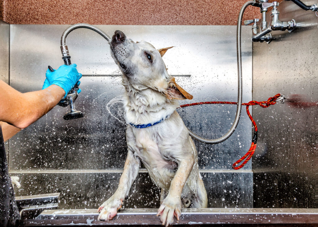 Dog in bath tub