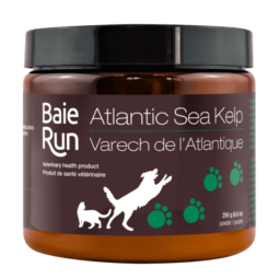 Baie Run Atlantic Sea Kelp
