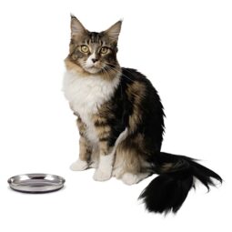 Our Pets Stainless Steel Oval Dish 1.25cups