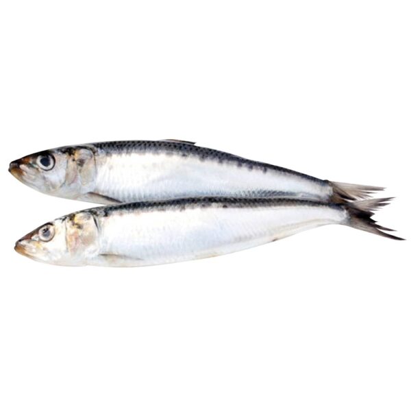 Big Country Raw Sardines 1lb - Image 3
