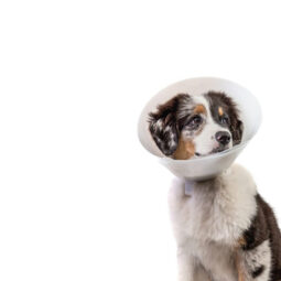 Baxter E-Collar